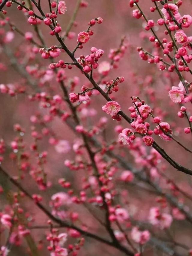 3月,连云港这些景区免费!