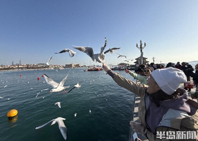 人鸥共舞 和谐画卷