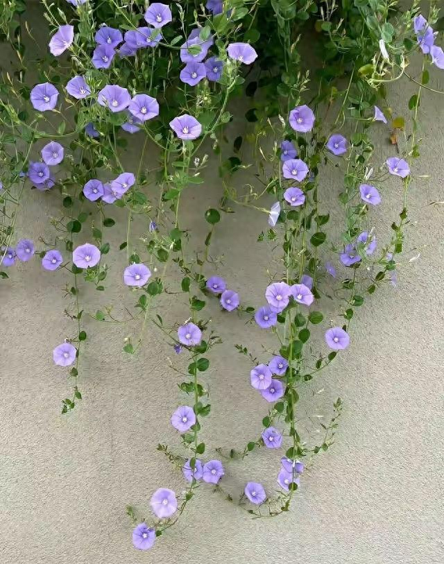 qq空间简短的一句话说说句子（光阴低眉处）