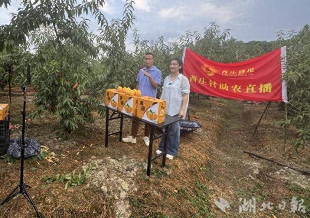 崇阳：路口黄桃结硕果 直播带货助“出山”