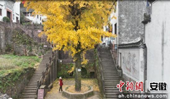休宁县：齐云山上秋意浓