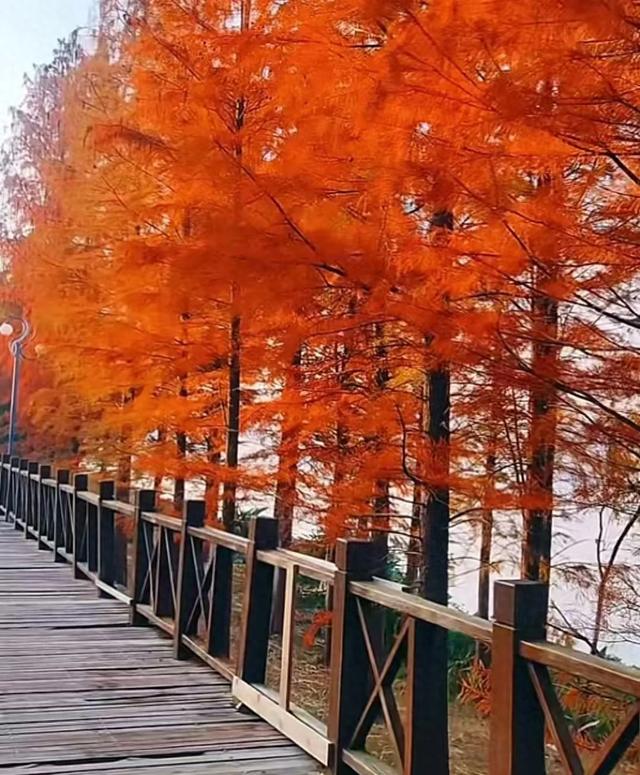 冬日里的红杉林