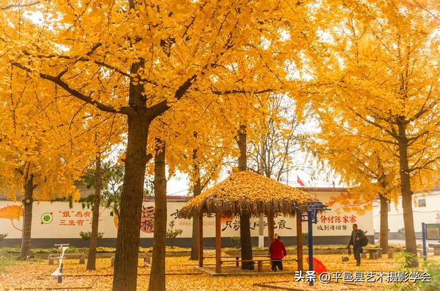平邑县仲村镇陈家寨的银杏林已经美成童话！