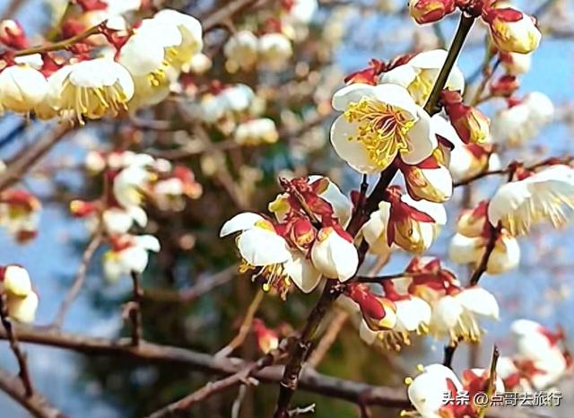 成都惊现6000亩梅林，花开成海超级壮观，免费，不要门票！