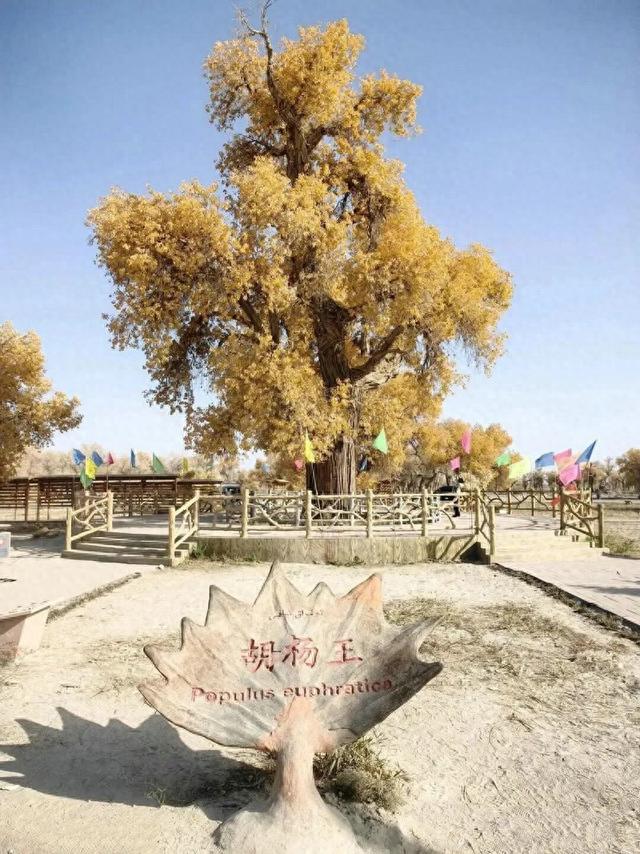 轮台胡杨7 个冷门角落