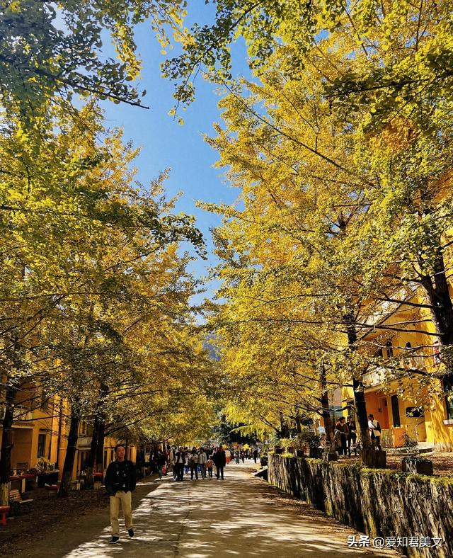 醉美的帽子峰：一场沉浸式的银杏视觉盛宴