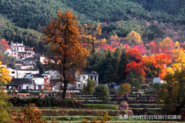2025塔川红叶季指南：从臭鳜鱼到脱口秀，古村里的N种打开方式
