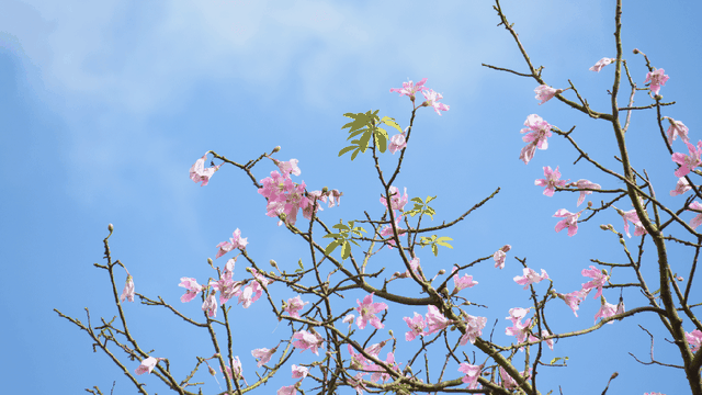 天气正好、花正开，去看粉色的东莞！