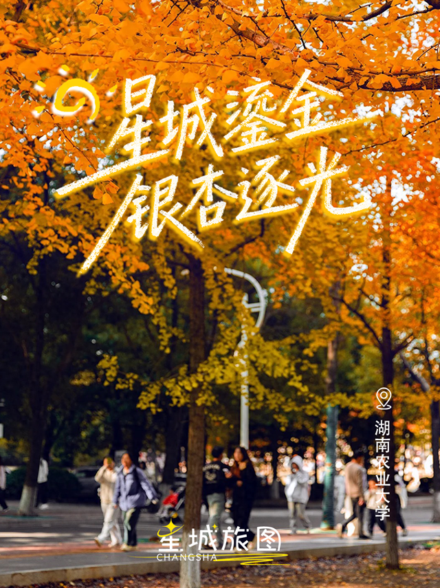 星城鎏金，银杏逐光