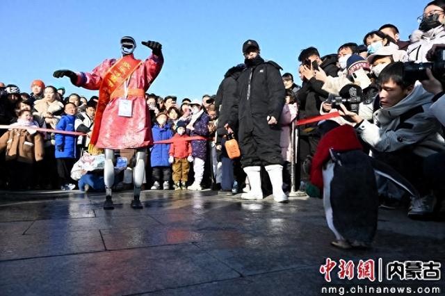 企鹅巡游出圈，呼和浩特冰雪节创意引流