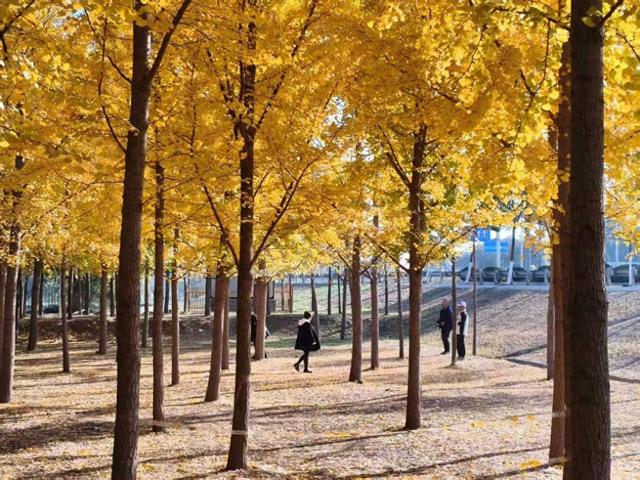 四亩银杏林成秋日 “顶流” 黄河畔上演 “金色浪漫”