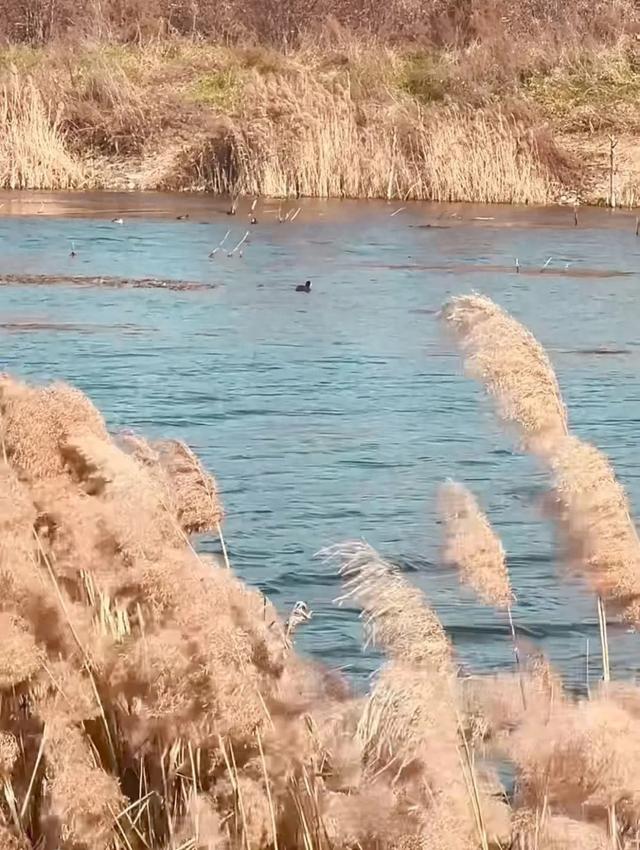 芦花飞雪！比人高+多机位！青岛氛围感芦苇荡初冬打卡地