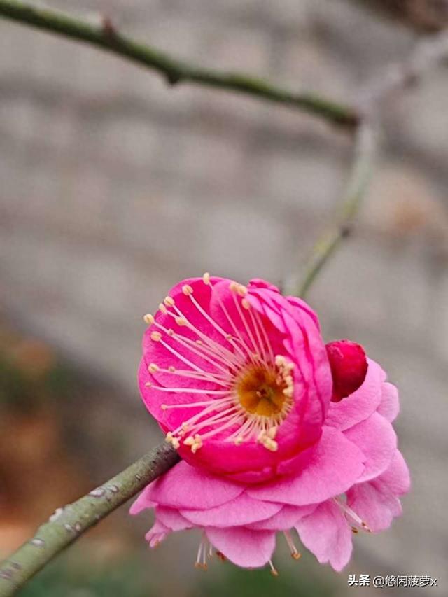 读林清玄《心灵的梅香》的小感悟