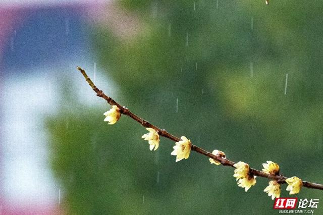 组图丨大寒日，去株洲文化园收集春天的预告片