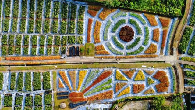 太美了!肇庆高要百亩菊花盛开