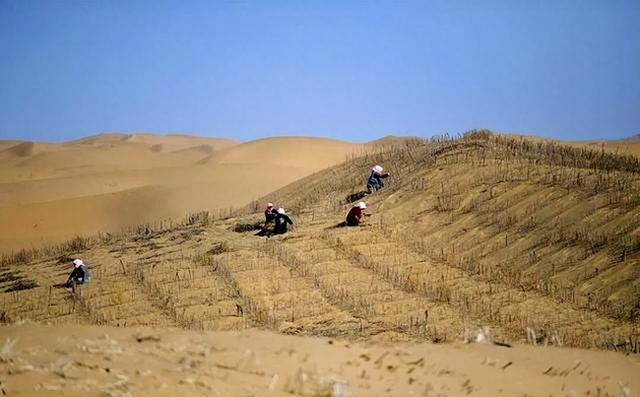 西方媒体：中国不可怕，可怕的是中国成为首个能消灭沙漠的国家