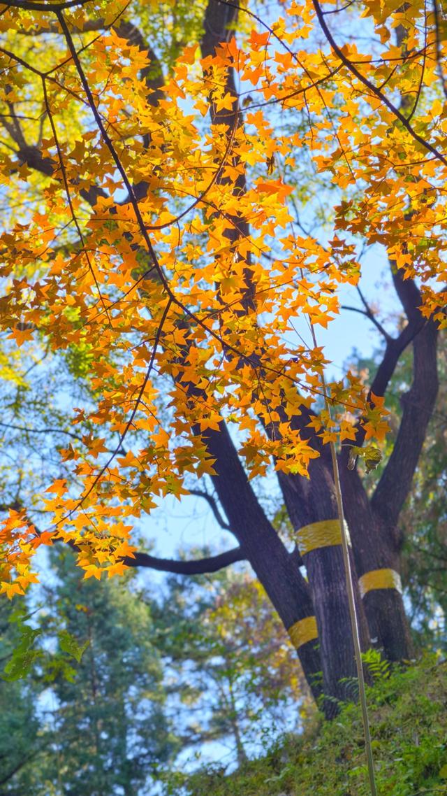 秋日静美！颐和园后湖五彩斑斓