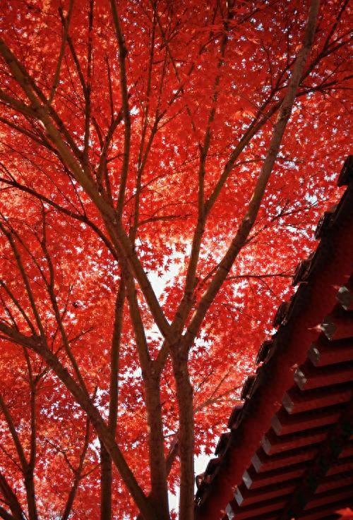 中国最知名的四大红叶观赏胜地：层林尽染，美不胜收