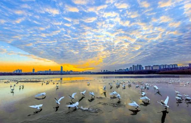 三门峡白天鹅拍摄全攻略：定格“天鹅之城”的冬日诗意