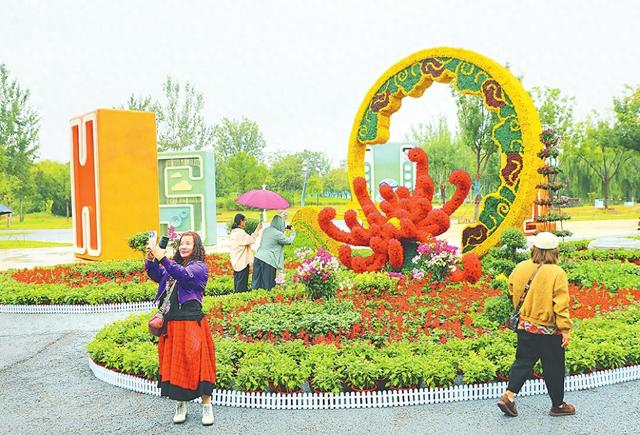 衡水湖畔 菊花飘香