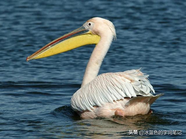 鹈鹕怎么读?鹈鹕又是什么?弟鸟、胡鸟是什么字?
