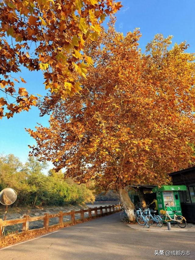 成都初冬的“人气王”竟是它？梧桐大道美到让人不想走！