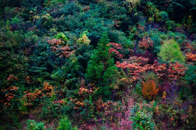 来洋县华阳!赴一场秋日之约~