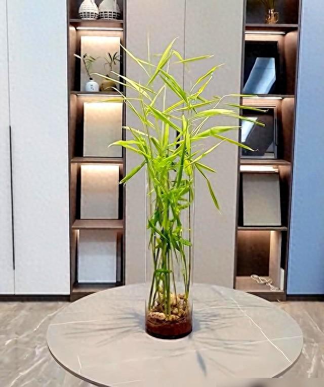 北京一姑娘“把生姜当绿植”养在客厅走红，网友：好美，好高级