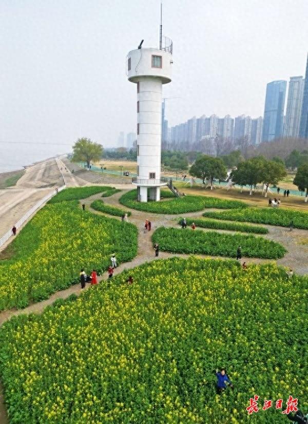 春天来江滩油菜花田赏春景