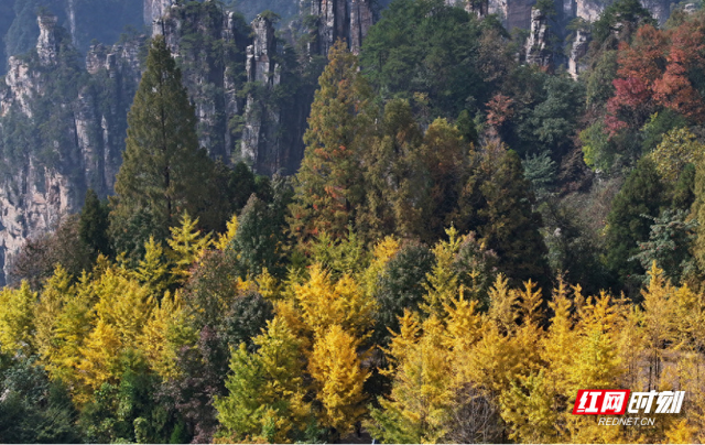 张家界国家森林公园：多彩调色盘 林海焕新颜