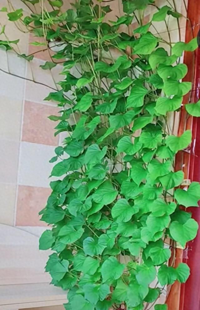 陕西一男子，晒“客厅红薯瀑布”走红，网友：我以为是塑料装饰品