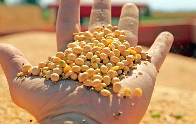 3天狂买160万吨，美国大豆比巴西大豆每吨贵600元	，中国的考量精明吗？