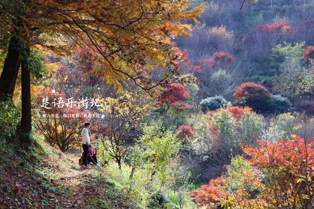 浙江宁波四明山深处的秘境，近50株古树营造油画般的风景，很好玩