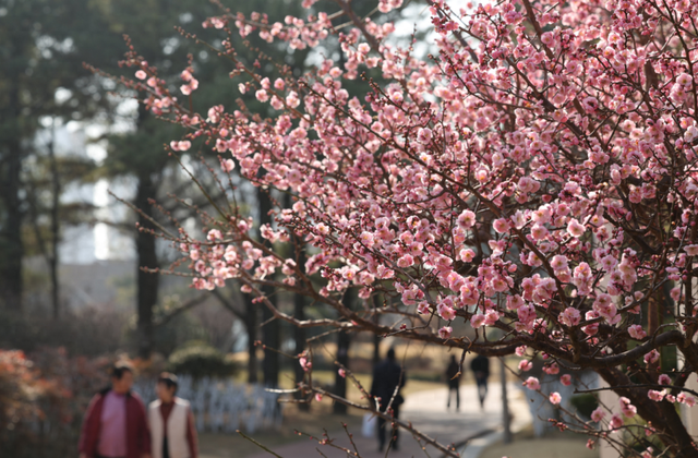 快冲！即将开遍日照！