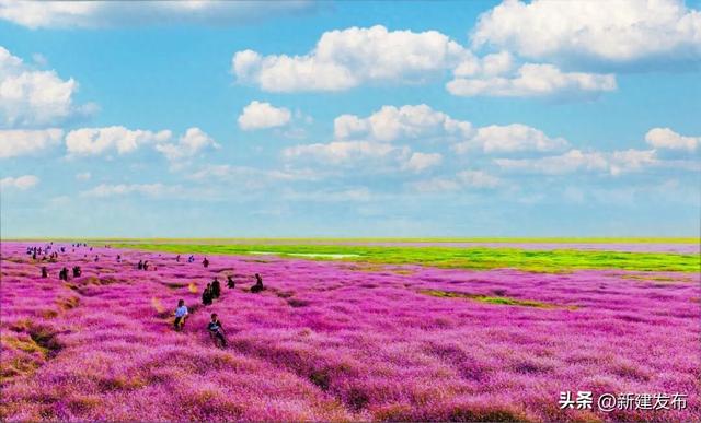 蓼子花海，候鸟翩跹醉初冬