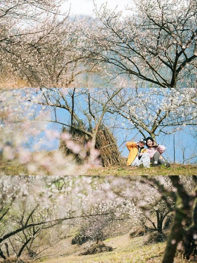 盛花期！这波“梅”景太出片，是谁拍到了啦