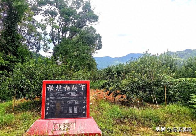 溪山环处的旧影与新绿共长——记柏树下村