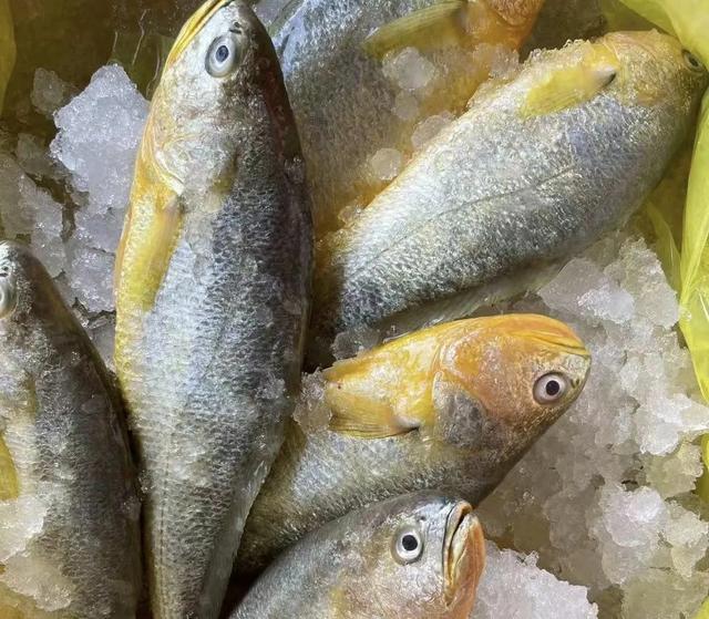 黄鱼与黄花鱼区别 2026年黄鱼和黄花鱼区别 黄鱼与黄花鱼区别 2026年黄鱼和黄花鱼区别