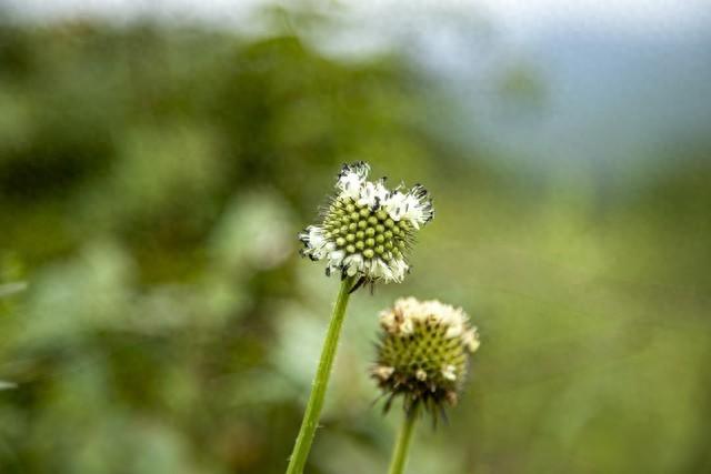 草木皆诗：云南，一座流动的中草药天堂