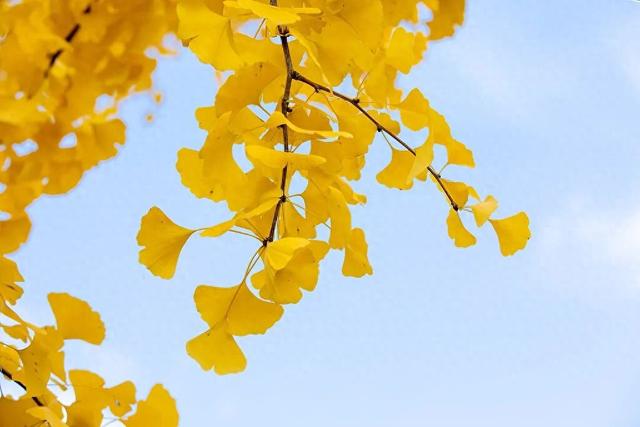 好看！好拍！🤩成都秋日银杏打卡攻略请收好~