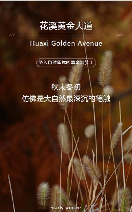 秋末冬初 | 漫步花溪黄金大道，坠入自然挥就的鎏金幻梦！