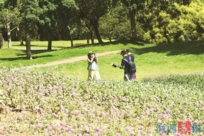 植物园千日红花海惊艳上线
