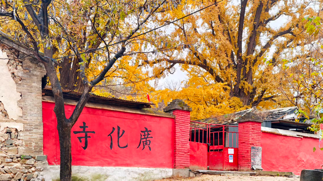 满院金黄！门头沟广化寺千年银杏引游人打卡