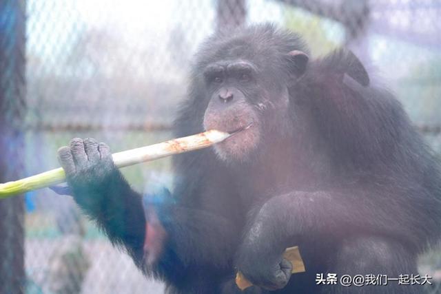 入乡随俗天花板！山东黑猩猩 “巧克力” 啃章丘大葱，萌化了