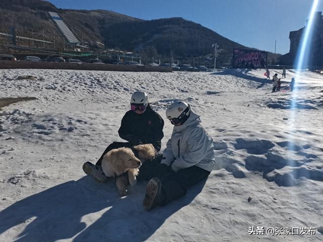 太舞滑雪小镇：对宠物很友好 带上狗狗一起撒欢