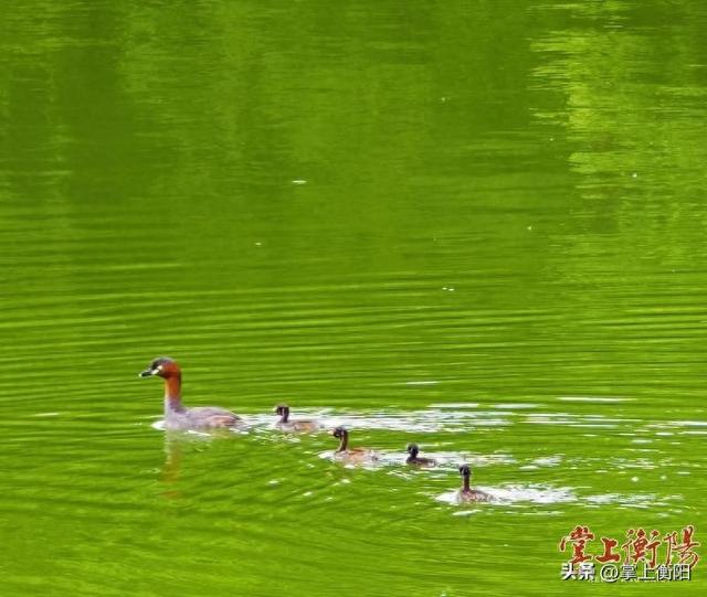 温馨！小鸊鷉妈妈云水湖上“遛娃”