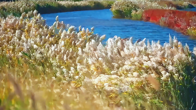 沿着黄河遇见海 | 沾化：河海相约处，邂逅一颗璀璨明珠