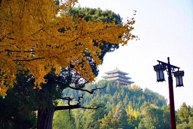 彩叶映红墙，景山公园迎来绚烂的最佳观赏期