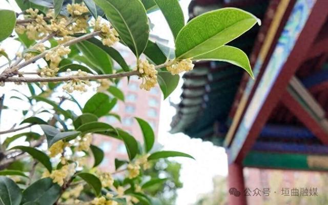 垣曲：桂香飘满街巷 诗意浸润山城