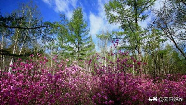 藏在北疆的翡翠：茅兰沟国家森林公园探幽